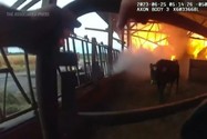 VIDEO: Kịch tính cảnh sát chạy đua giải cứu bò trong biển lửa 