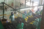 Chủ nhà máy rác Cà Mau đòi đóng cửa vì bị nợ hơn 33 tỉ đồng