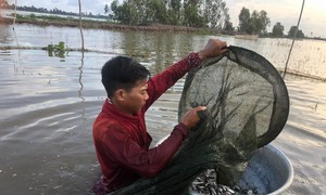 Bắt cá linh mùa nước nổi ở Long An