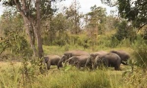 Dak Lak: Warn people regarding wild elephants returning to the fields 