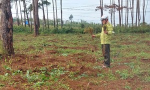 Đắk Nông: Điều tra vụ hủy hoại 4.000 cây thông con ở Quốc lộ 28