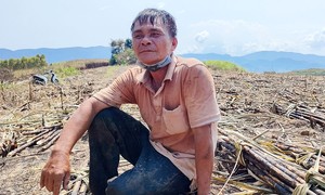 Mr. Le Dinh Chon sat down next to the burning sugarcane field.