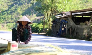 Photo: The mountainous people in Quang Nam make a lot of money in the summer