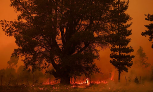 Cháy rừng hàng loạt ở Chile, chính phủ gia hạn tình trạng khẩn cấp. Nguồn PRESSTV.IR