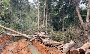 Lâm tặc mở đường, phá hàng chục m3 gỗ ở Khánh Hòa