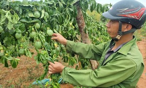 Gia Lai: Người dân bức xúc vì vườn chanh dây sắp đến kỳ thu hoạch bị chặt phá