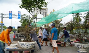 Golden apricots 'silver billion' drag each other down the street, gardeners are anxious because of the erratic weather