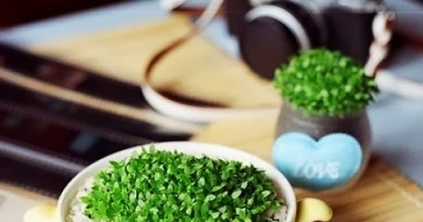 cách cứu cây sắp chết