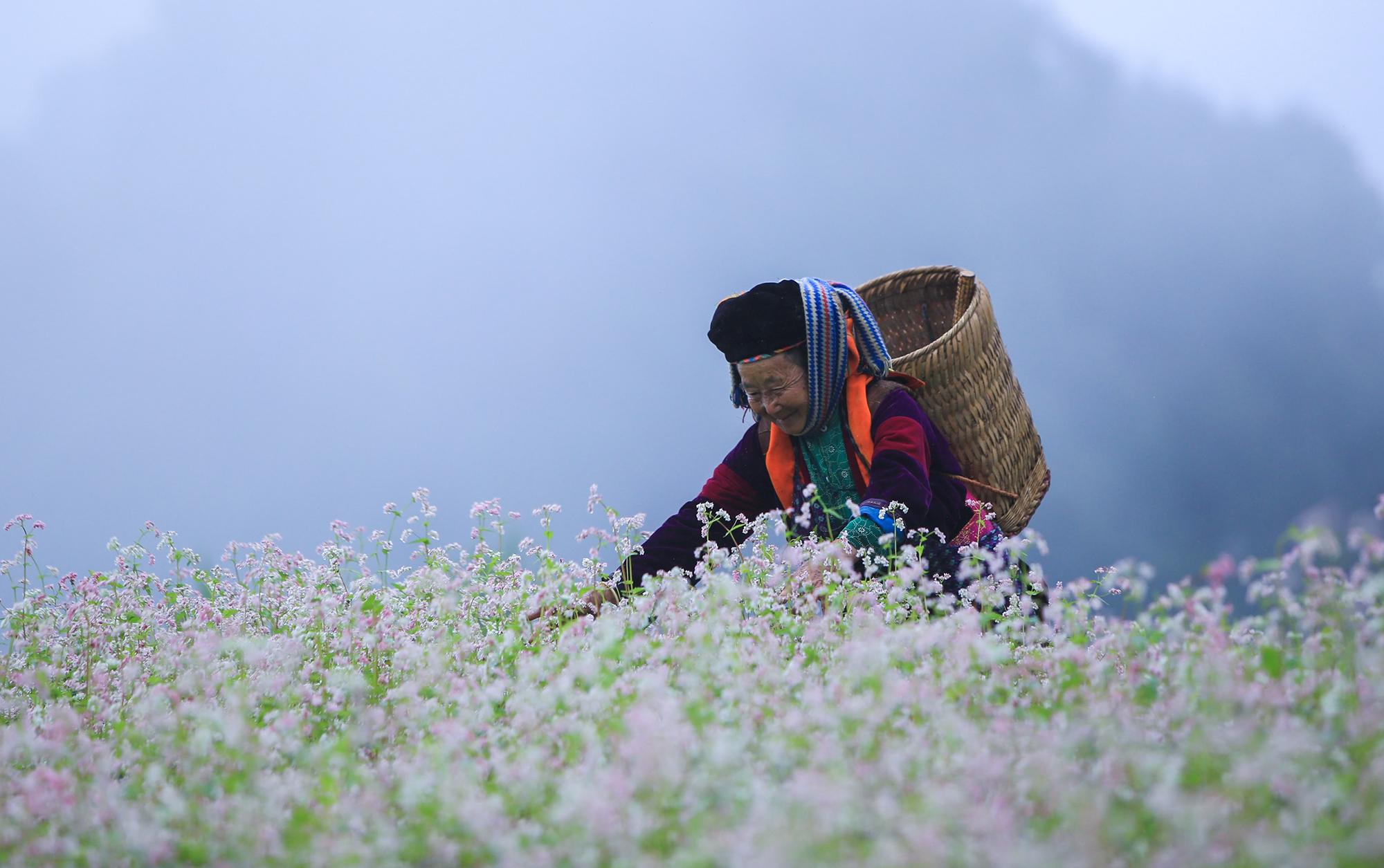 Ngắm những thung lũng hoa tam giác mạch đẹp ngỡ ngàng ở Hà Giang