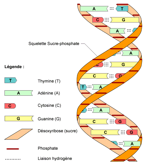 Mô hình cấu trúc phân tử ADN