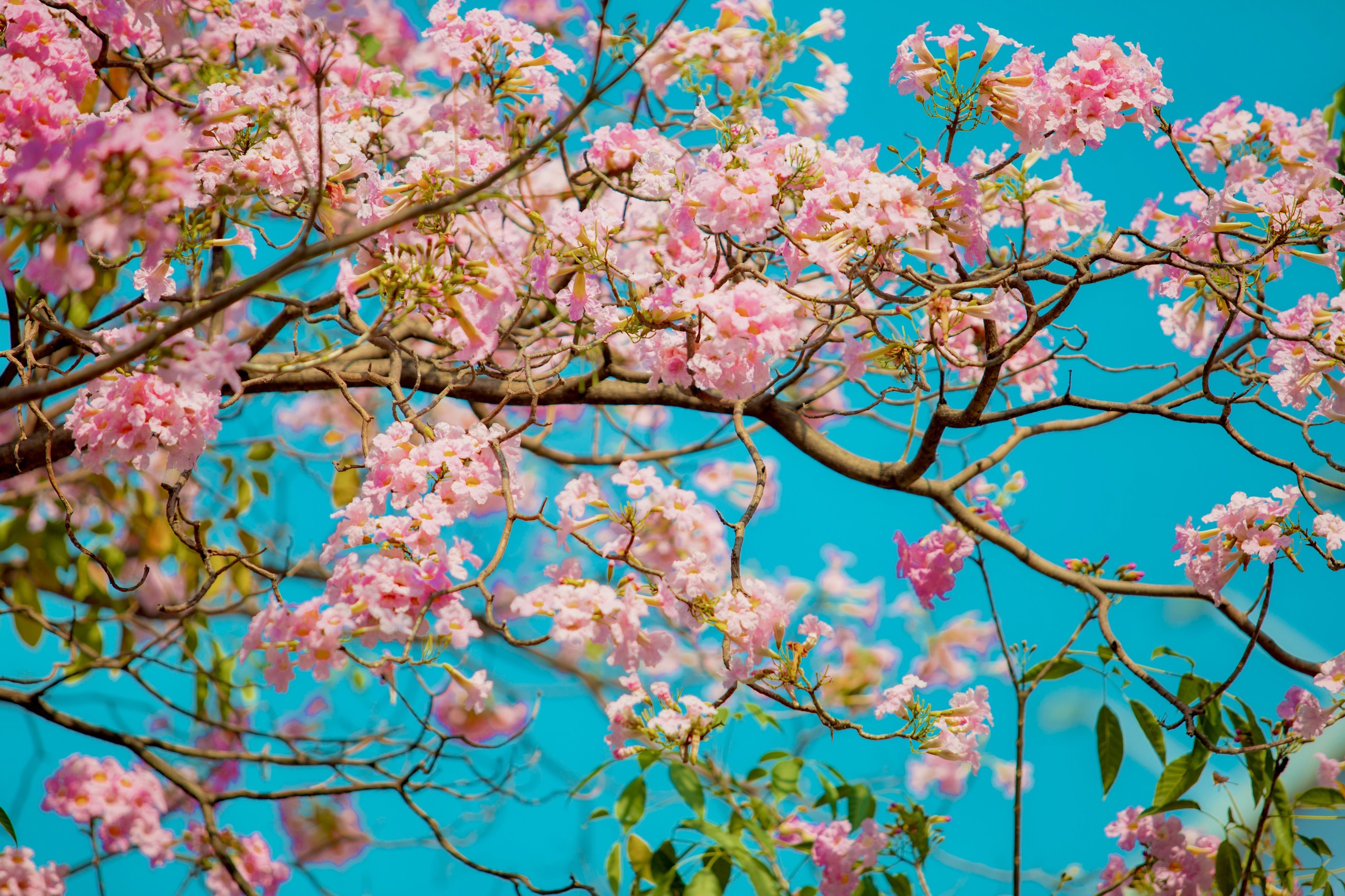 Cung đường hoa kèn hồng 'hút hồn' người dân tại TP.HCM