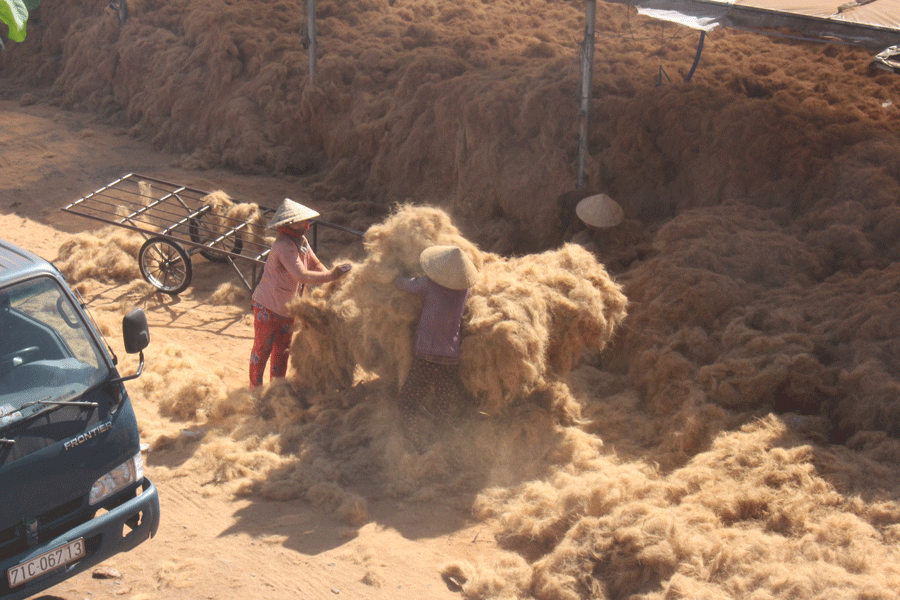 Dừa khô bán giá 'rẻ bèo' vẫn ế, nông dân khóc ròng ảnh 5