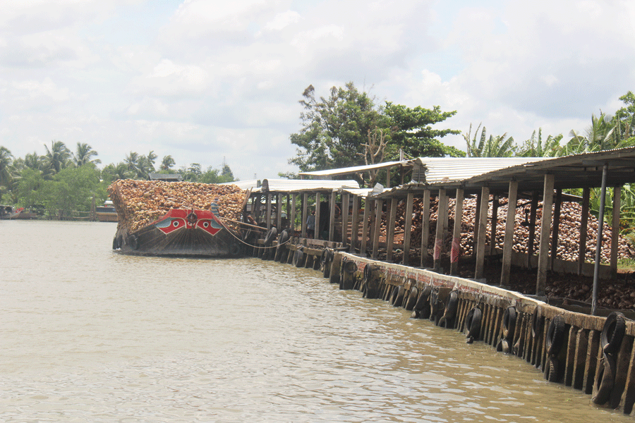 Dừa khô bán giá 'rẻ bèo' vẫn ế, nông dân khóc ròng ảnh 4