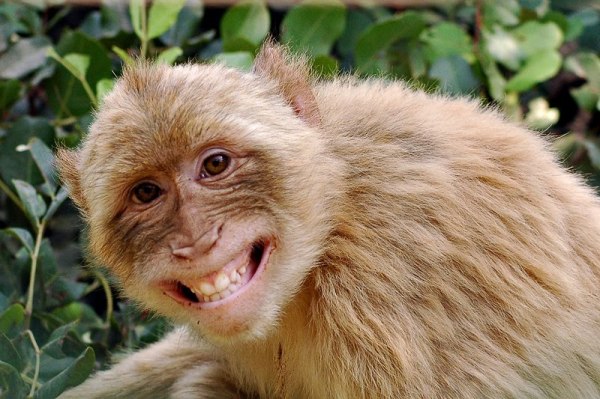 Khỉ cười: Hãy cùng đón xem ảnh của chú khỉ đáng yêu này khiến cho chúng ta không thể nhịn được cười. Chắc chắn bạn sẽ không thể rời mắt khỏi bức ảnh này đấy!