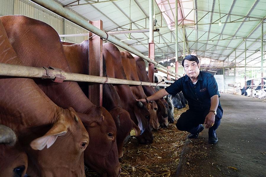 Chăn nuôi bò sữa người dân Mộc Châu vắt ra tiền tỷ mỗi năm  VOVVN
