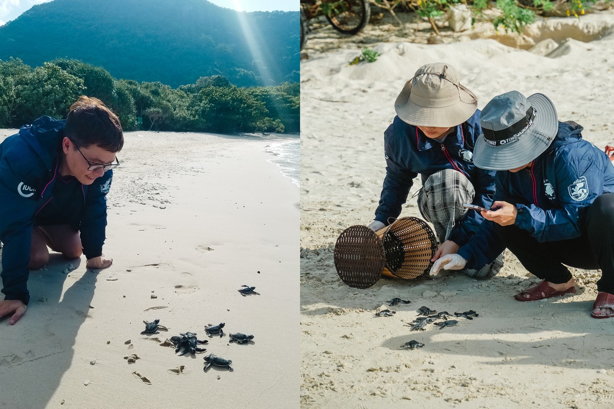 Hành trình 'hộ tống' rùa con về với biển ảnh 12