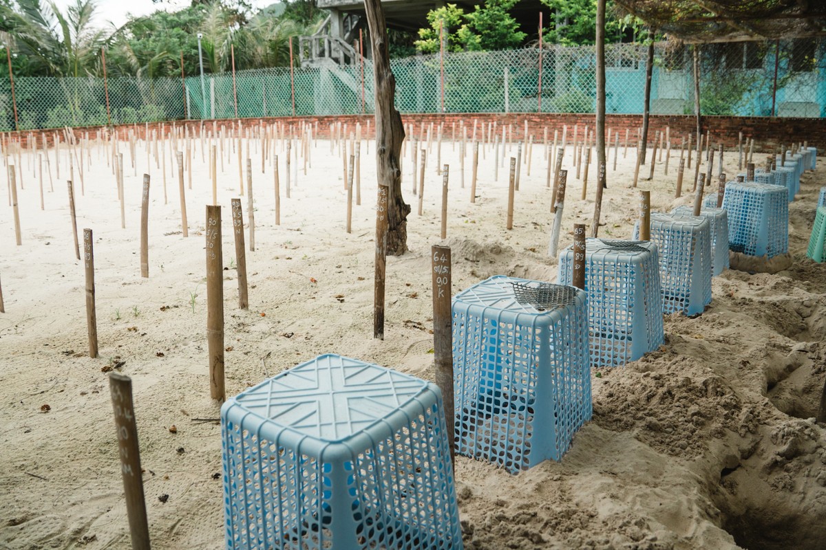Hành trình 'hộ tống' rùa con về với biển ảnh 3