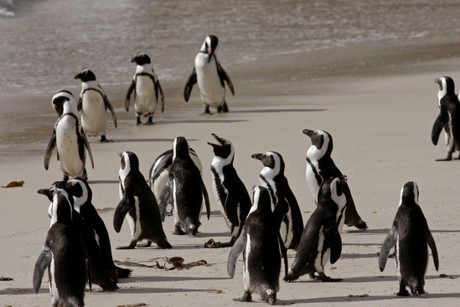 Vua chim cánh cụt miền Nam spitfire chim cánh cụt Flipper - chết đói ở  antartic chim cánh cụt png tải về - Miễn phí trong suốt Con Chim png Tải về.