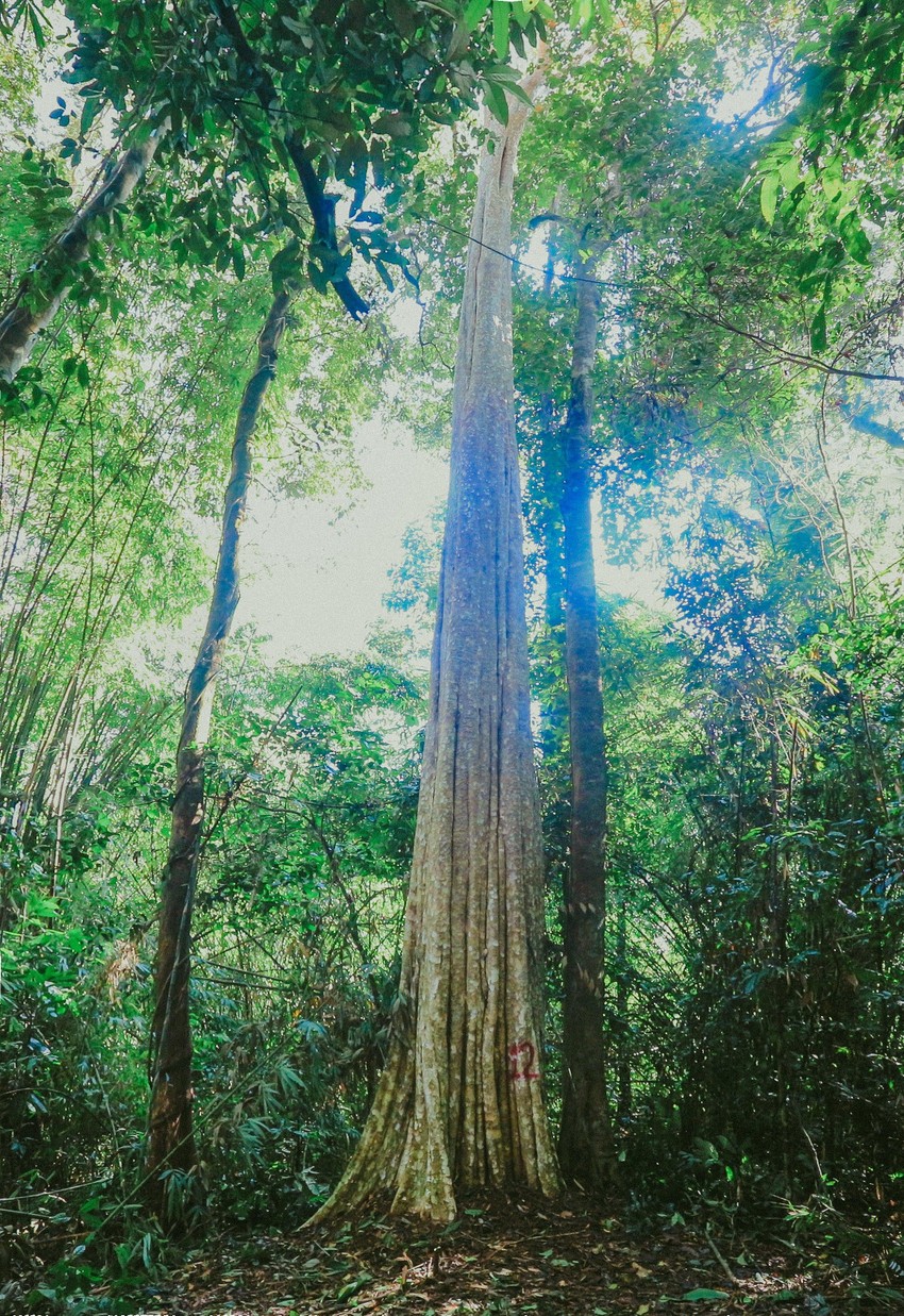 Cây Săng lẻ, một trong 39 cây Di sản được công nhận tại VQG Bù Gia Mập. 