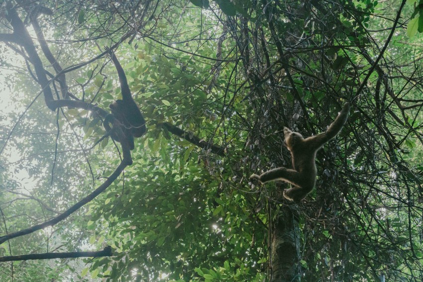 Việc bảo tồn cây Di sản ở Vườn quốc gia Bù Gia Mập góp phần bảo tồn môi trường sống cho các loài động vật hoang dã.