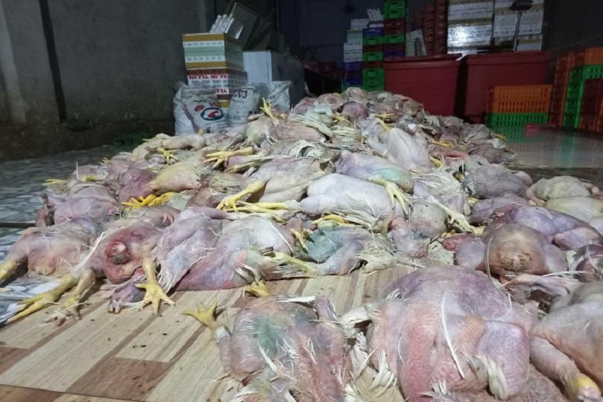 2,2 tấn gà chết ở Đồng Nai chuẩn bị mang đi tiêu thụ làm giò, chả ảnh 1