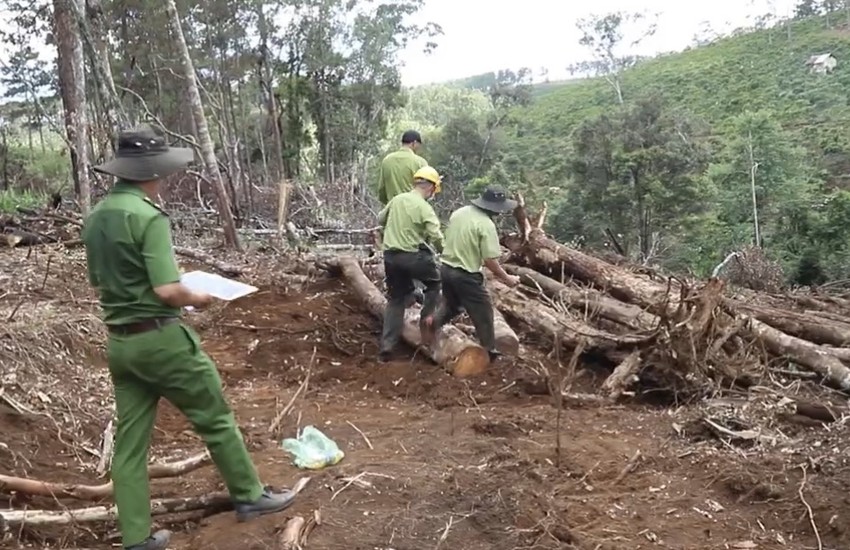 Phó thủ tướng giao Bộ Công an điều tra nạn phá rừng tại Lâm Đồng ảnh 1