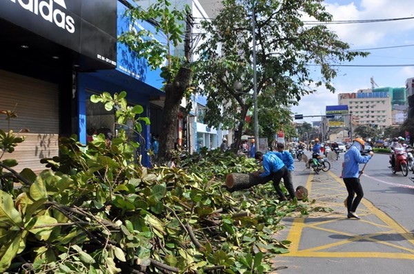 Chặt 6.700 cây xanh, Hà Nội đã khảo sát ra sao? ảnh 2