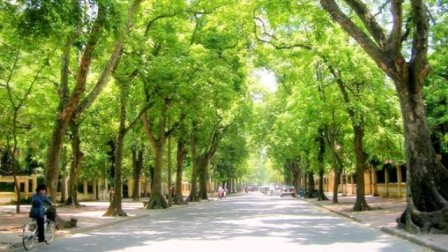 Chặt 6.700 cây xanh, Hà Nội đã khảo sát ra sao? ảnh 3