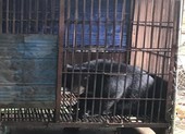 Lãnh 30 tháng tù vì nuôi nhốt động vật hoang dã trái phép