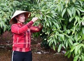 Ba kịch bản tiêu thụ vải thiều trong đại dịch COVID-19