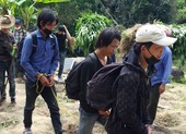 Lập trang trại trồng cần sa trái phép trên đỉnh núi