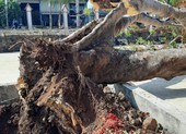 Sau vụ cây đổ, những lưu ý khi trồng cây xanh trong trường học