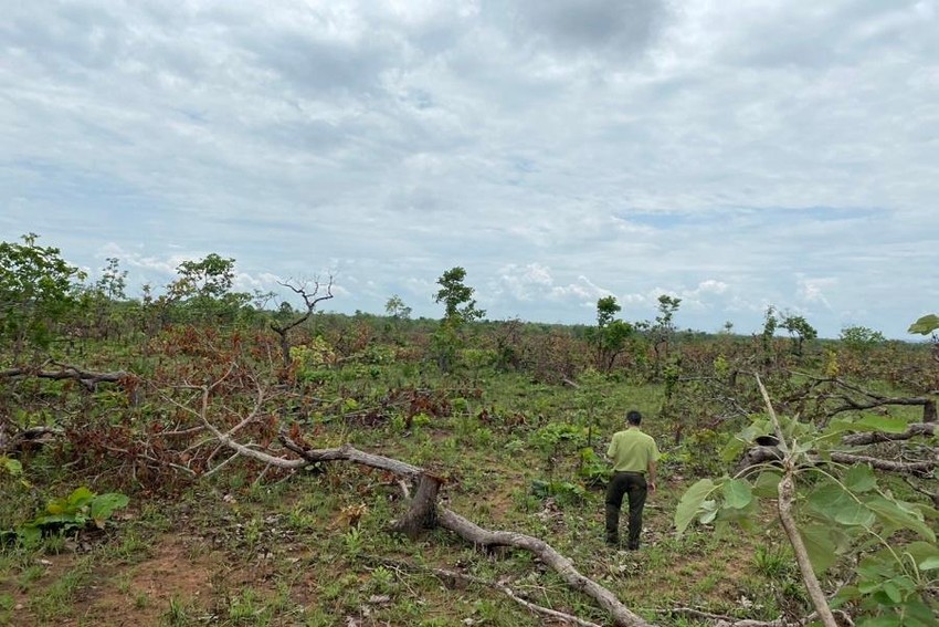 Vụ phá hơn 382 ha rừng ở Đắk Lắk: ‘Làm rõ trách nhiệm của cá nhân, tập thể liên quan’ ảnh 2