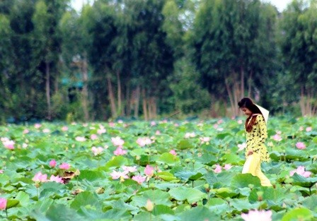 Đến Đồng Tháp du khách không thể bỏ qua Đồng Sen Tháp Mười tuyệt đẹp