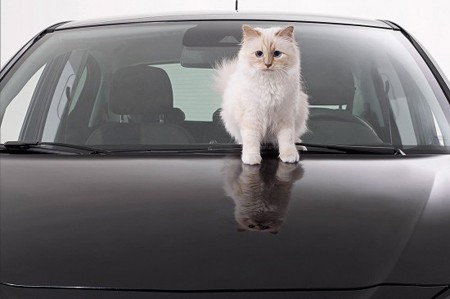 Câu chuyện về cô mèo kiếm được hơn 63 tỷ đồng/năm