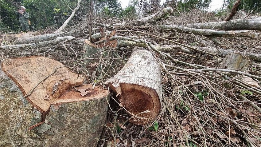 Bộ NN&PTNT đề nghị Quảng Trị xử lý nghiêm vụ phá rừng ở Đakrông ảnh 1