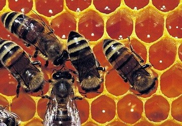 Liệu pháp dân gian chữa bệnh ngoài da ảnh 2