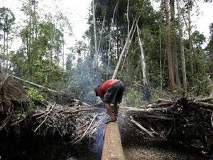 Indonesia mất 4 tỷ USD do khai thác rừng trái phép ảnh 1