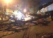 Cây bật gốc đè 2 mẹ con ở TP Thủ Đức