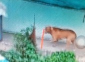 Chó Pitbull tấn công chủ, cắn chết người trong quán cà phê