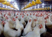 Gà ế, chủ trại phải bán giá rẻ như cho chỉ 11.000 đồng/kg