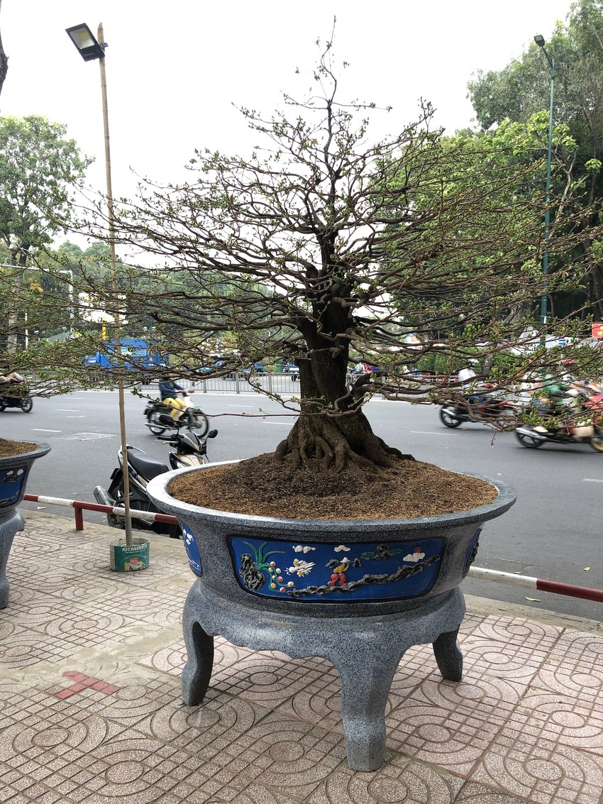 Choáng Với 4 'Cụ' Mai Giá 3,6 Tỉ Đồng