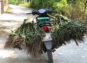 Hương cau, thứ hương chỉ nghe thôi đã nhận ra