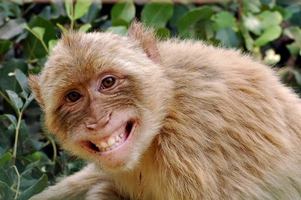 Khám phá nhiều hơn 100 hình khỉ cười mới nhất  Tin Học Vui