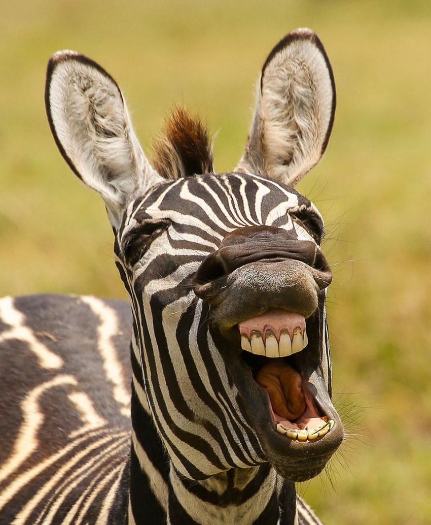 Bật cười trước những biểu cảm khó hiểu của các loài động vật