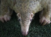 Phát hiện loài vật nghi là vật chủ trung gian virus Corona
