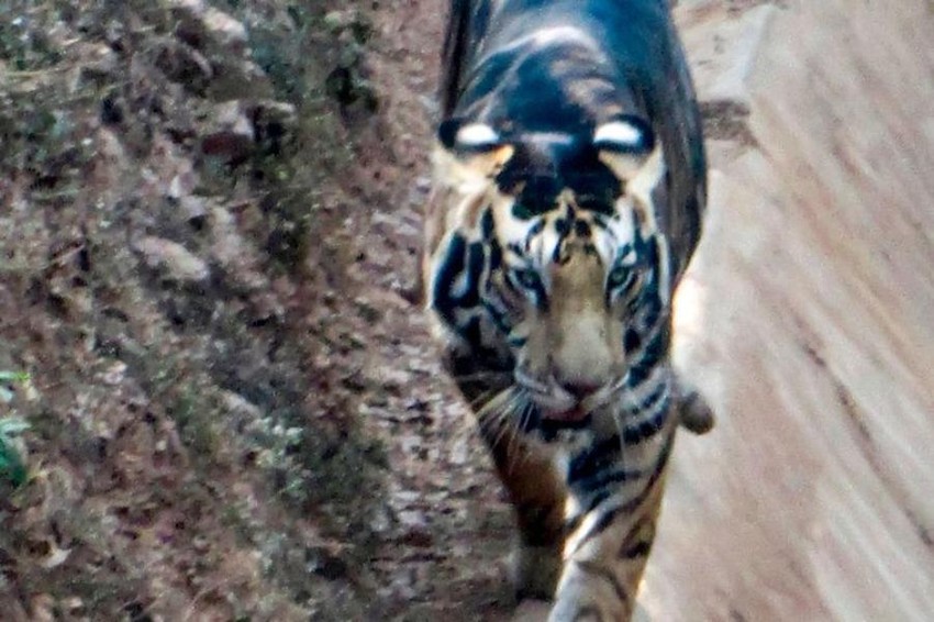 Trung Quốc chỉ còn 45 hổ hoang dã  KhoaHoctv