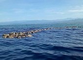 Phát hiện hàng trăm rùa biển quý hiếm chết không rõ nguyên do
