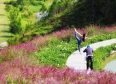 Cỏ hồng Đà Lạt đang nở rộ, bạn đã check in chưa?