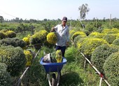 Thủ phủ hoa miền Tây tấp nập, hàng triệu giỏ hoa sắp ra chợ
